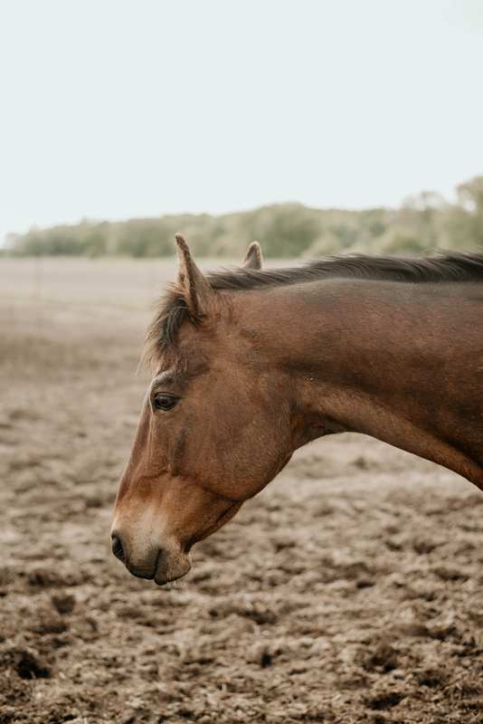 Life at Transitions Acres
