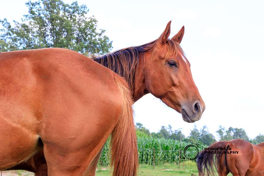 ThunderFest